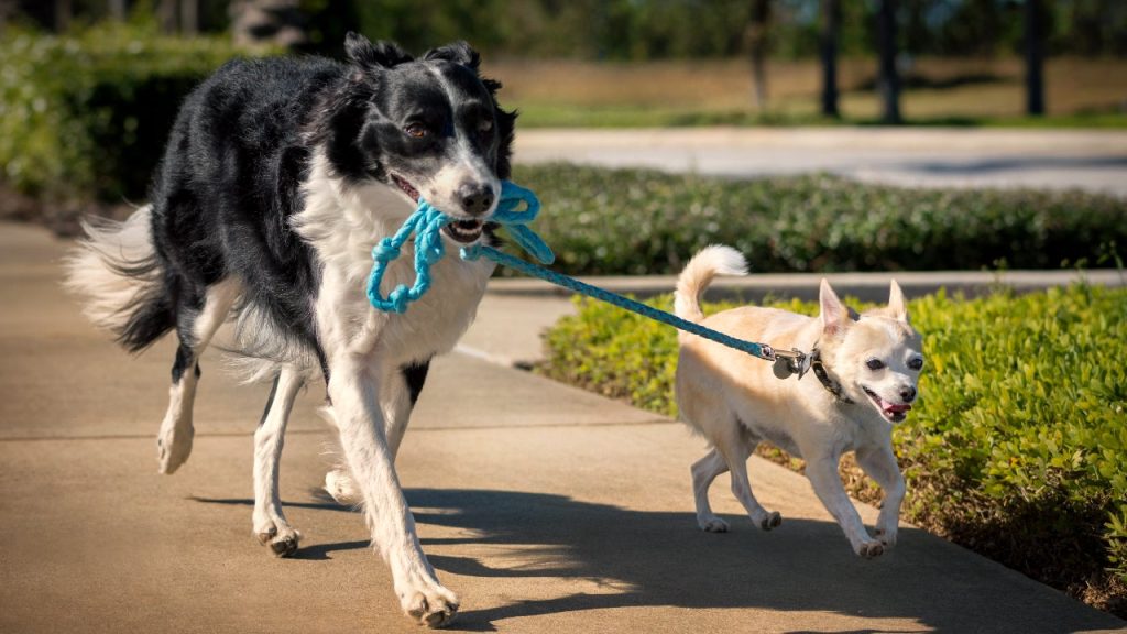 Large-Cap Vs. Small-Cap Stocks: Key Differences To Know